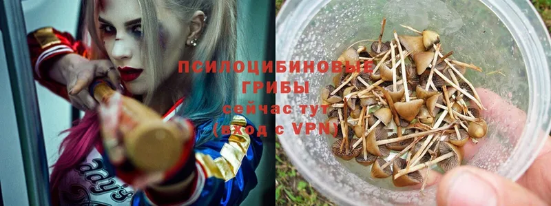 Псилоцибиновые грибы MAGIC MUSHROOMS  наркота  Медногорск 